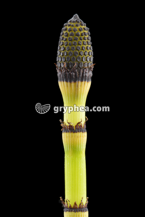 Prêle - épi sporifère  ou strobile (Equisetum hyemale) - gryphea.com